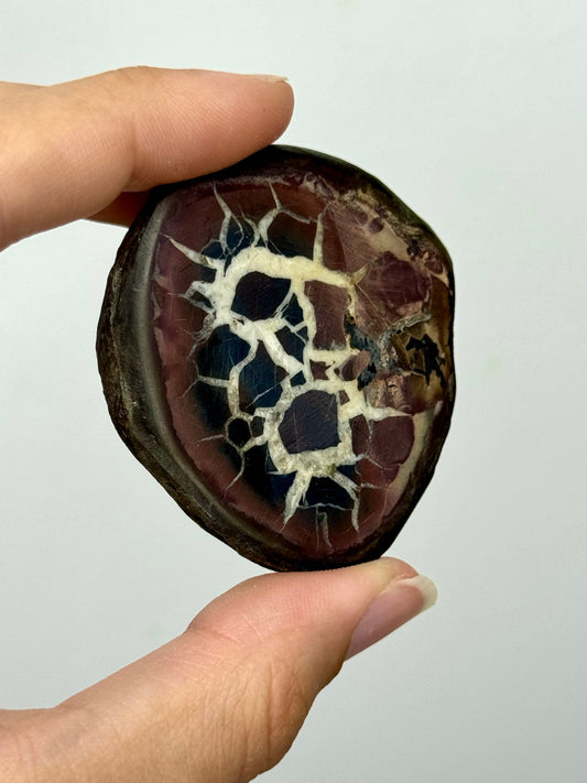 Coppia di noduli di Septaria