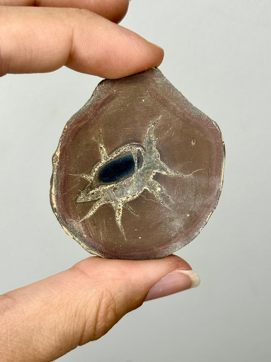 Coppia di noduli di septaria