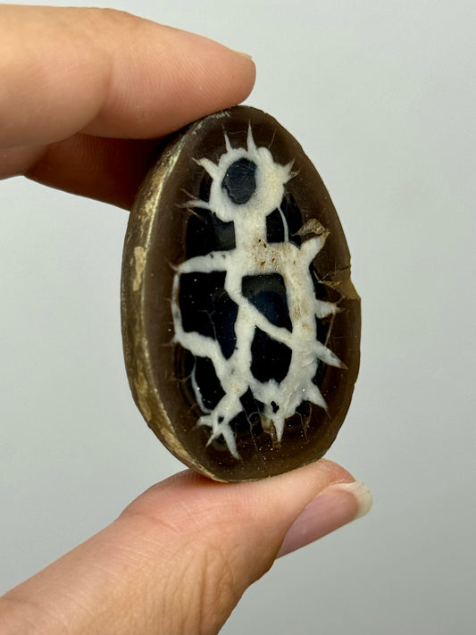 Coppia di noduli di Septaria