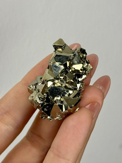 Pirite octraetica