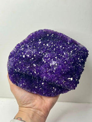 Drusa XL Qualità AAA