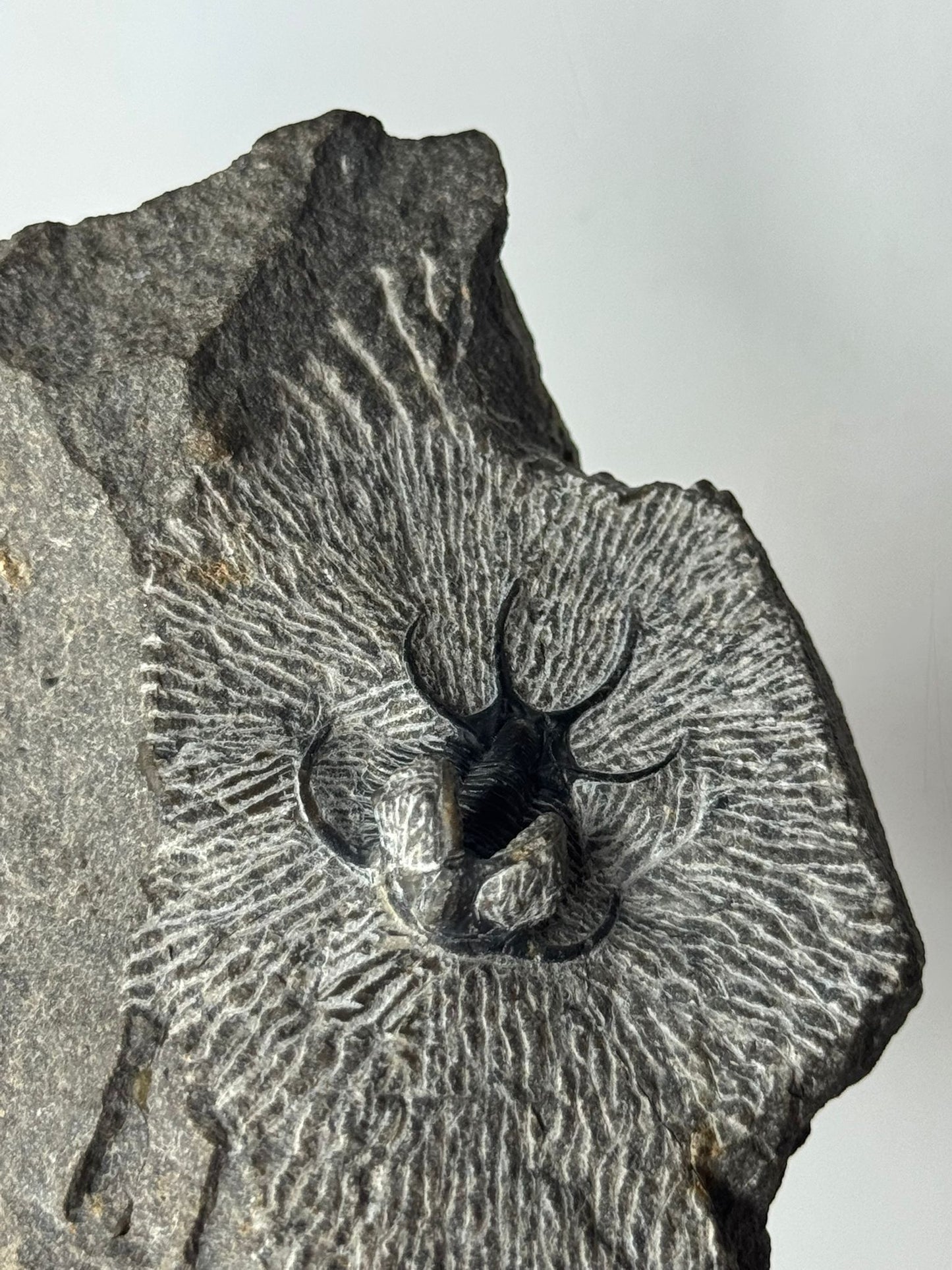 Trilobite Spiny Ceratarges