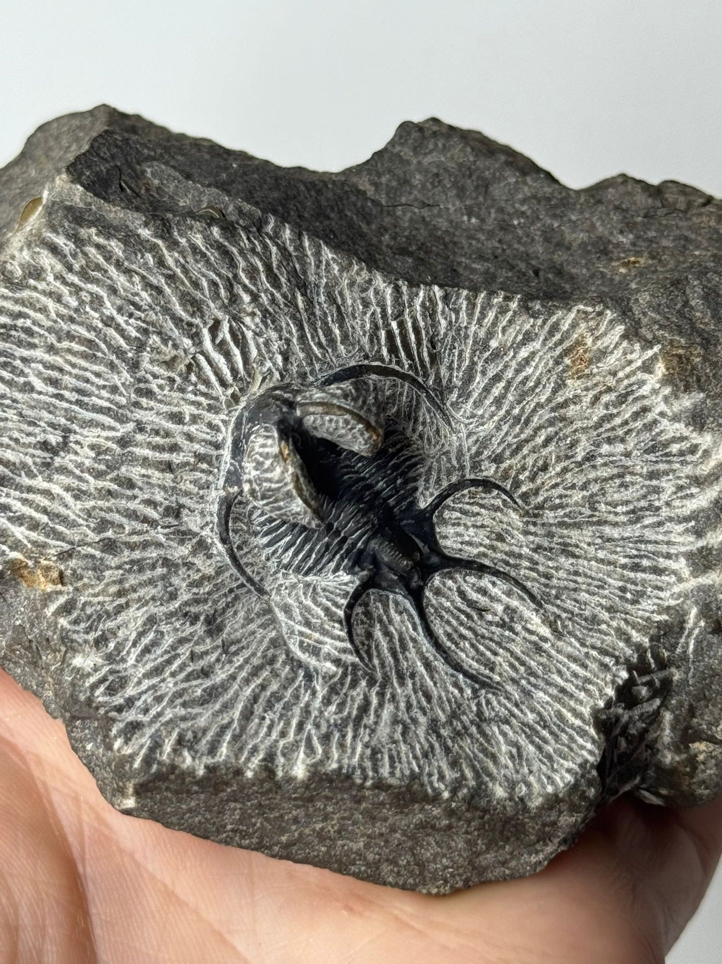 Trilobite Spiny Ceratarges
