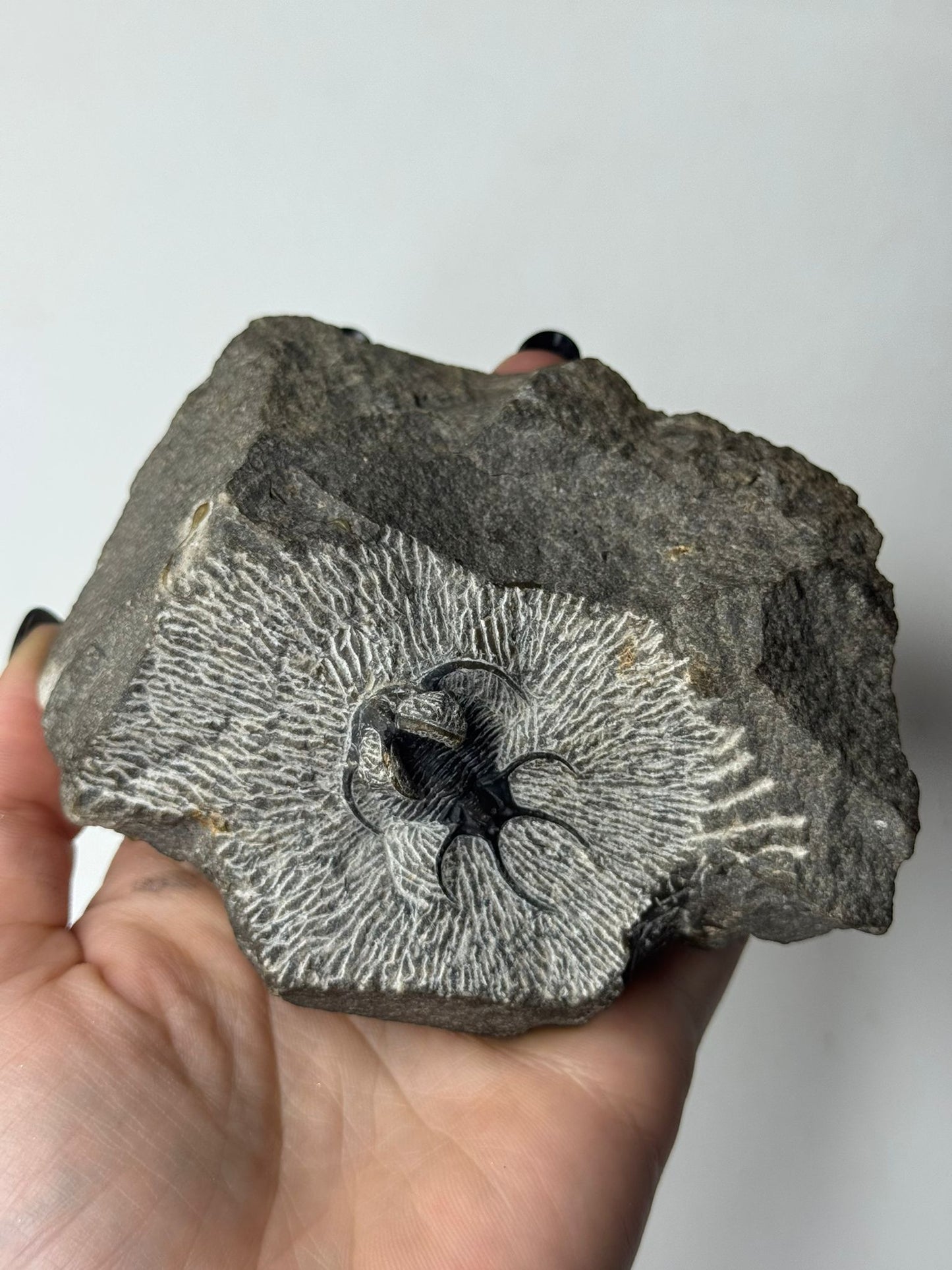 Trilobite Spiny Ceratarges