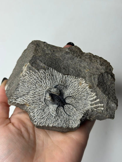 Trilobite Spiny Ceratarges